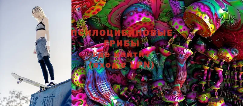 Псилоцибиновые грибы Psilocybe  магазин    Гудермес 